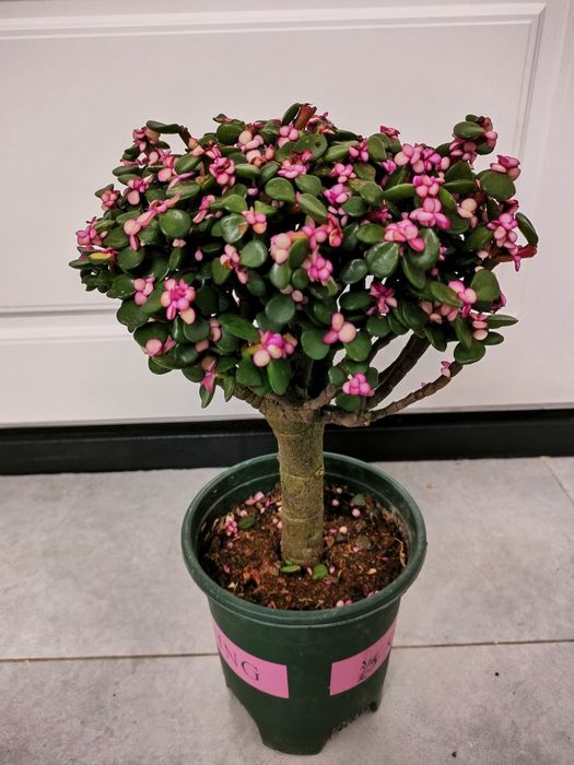 Растения .  Доставкамен