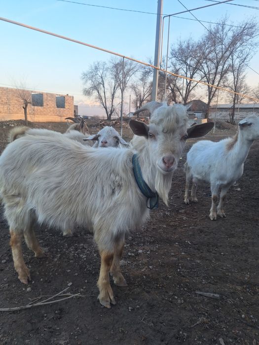 Козы казёл каза продам