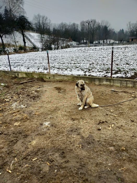 Donez femelă metis de kangal