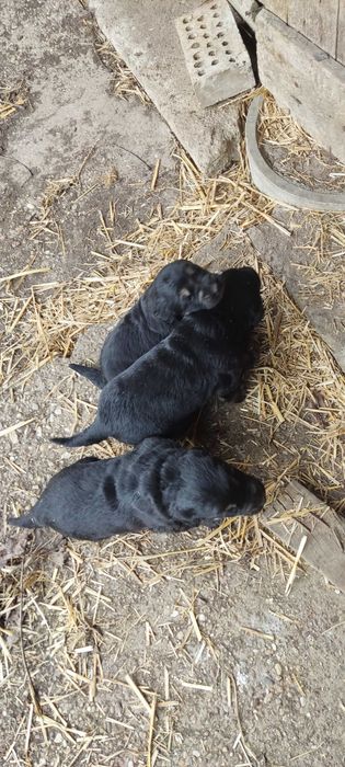 Подарявам кученца