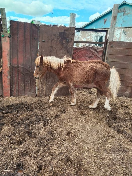 Продам тай с откорма