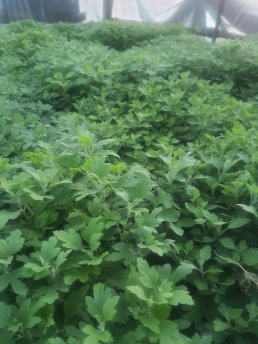 Butasi Crizanteme Multiflora