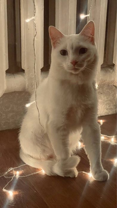 отдам кота срочно