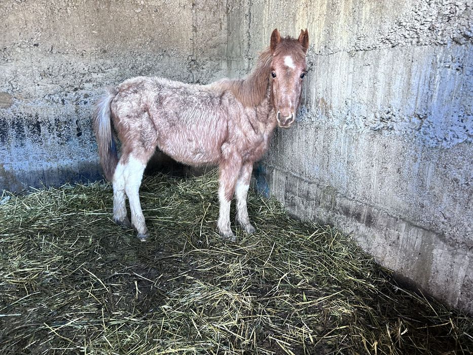 Ерке жабагы тай жеребенок Мальчик