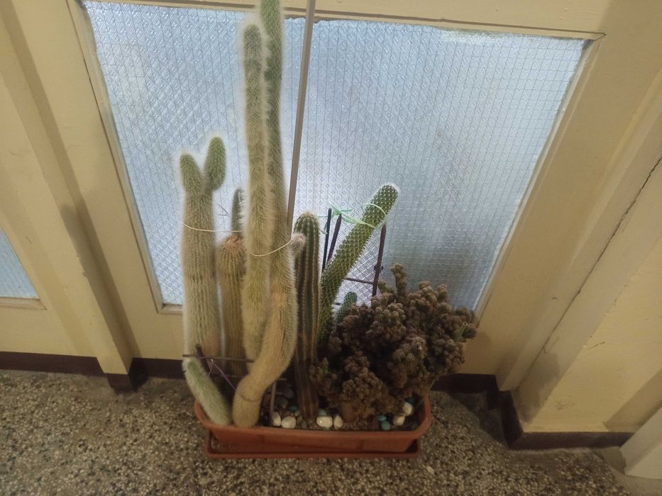 Кактуси големицветя