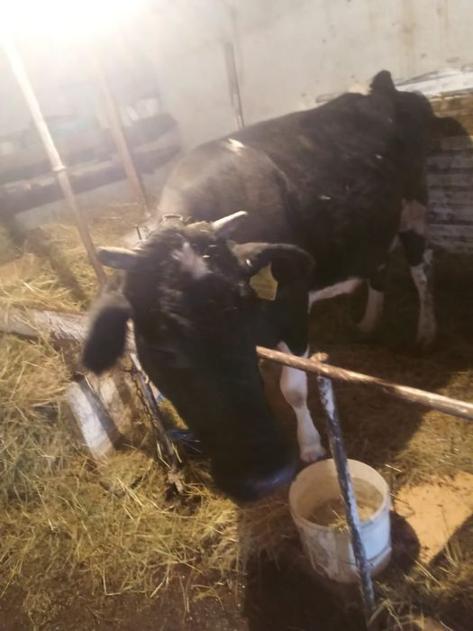 Продам срочно подам