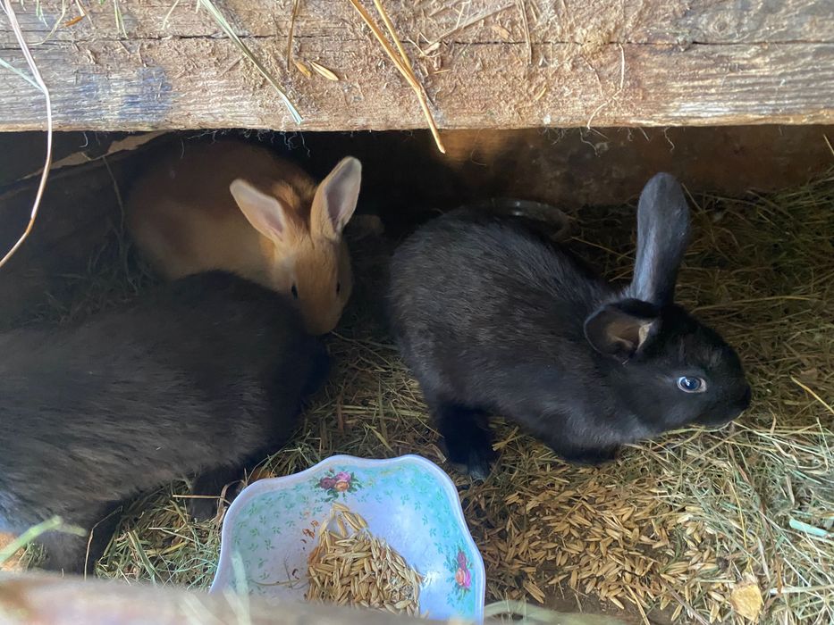 Кролики 5 месяцев