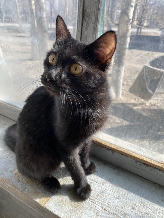 Кошечка и кот ищут добрые ручки