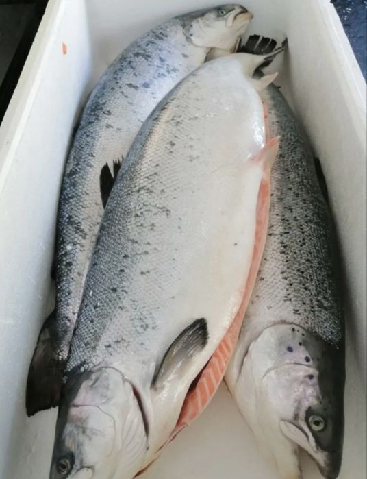 Семга 6/7 только оптом