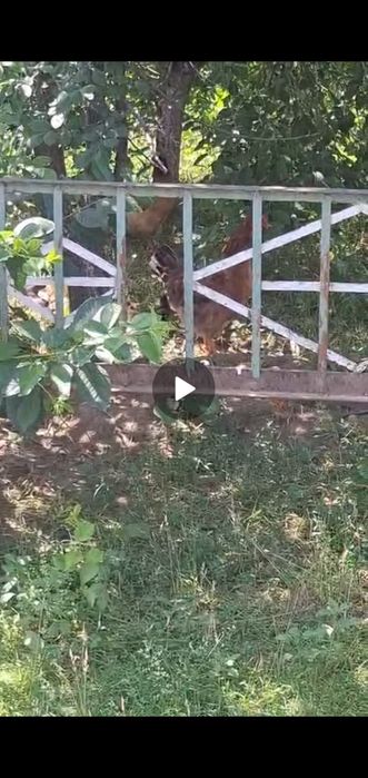 Курик тауктар 3 бар 2 унын 7 балдары бар 1 11 шоже