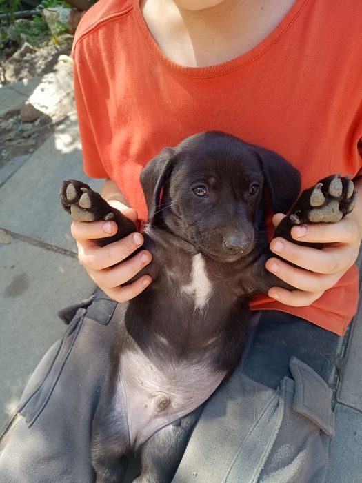 Adopție/donez căței metis
