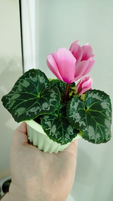 Продам цикламен.