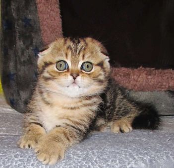 Шотландские котята