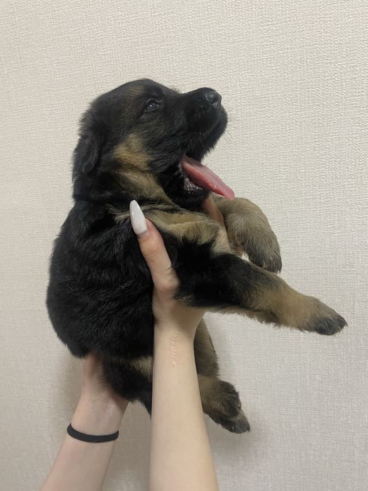 Продам щенят овчарки