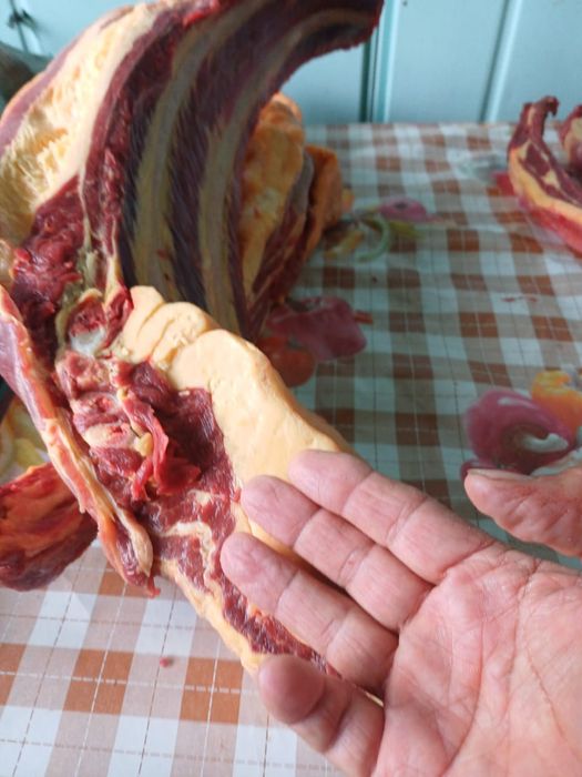 Продам мясо конины