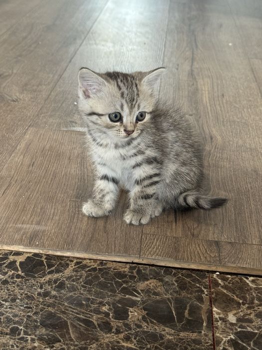 котенок шотландская прямоухая