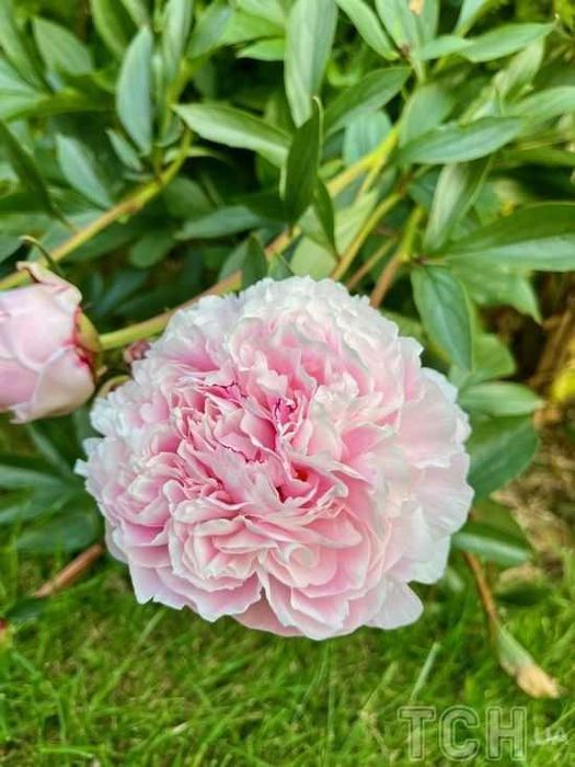 многолетние цветы, кустарники, деревья, саженцы, ели ,сосны