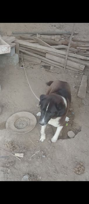 Sotiladi Xonqa tumani