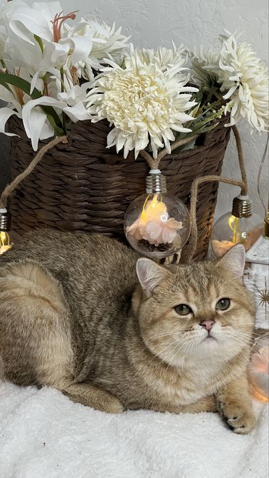 Бритагский мальчик NY24