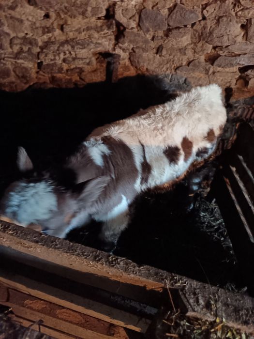 Vând junincă cu jital