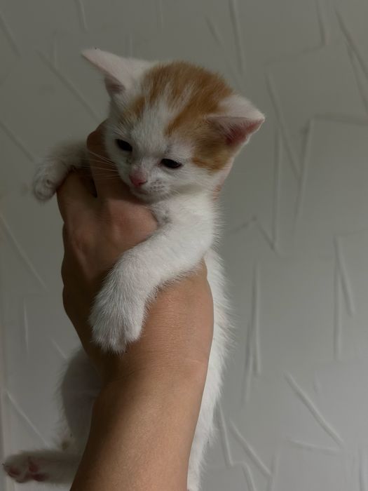 Котята в поисках дома