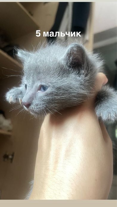 серые котята отдам в добрые руки