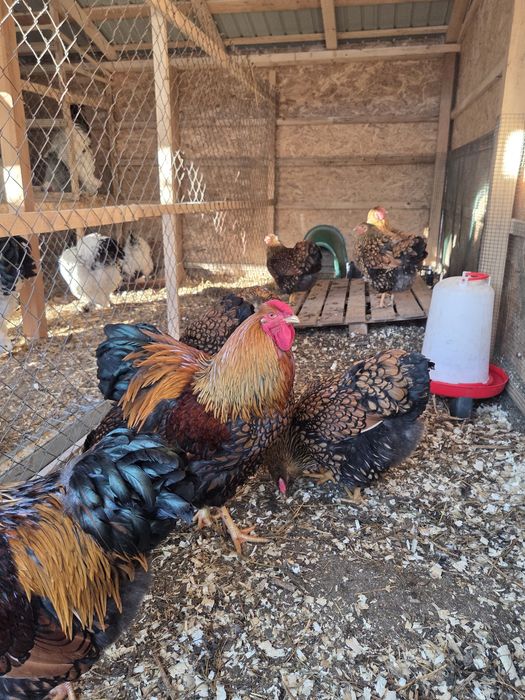 Oua incubat Wyandotte Gsg