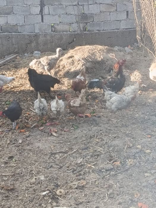 Құрыққа арналған жумырткалар