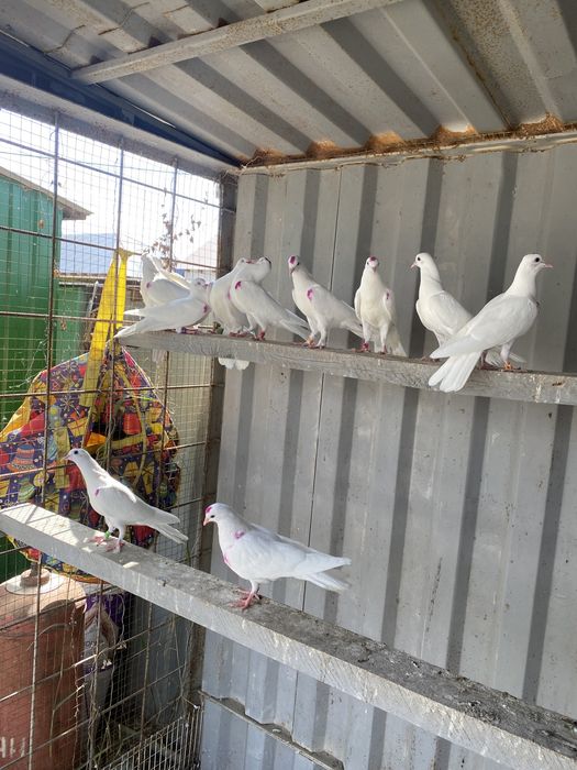 Голуби широкахвостые.