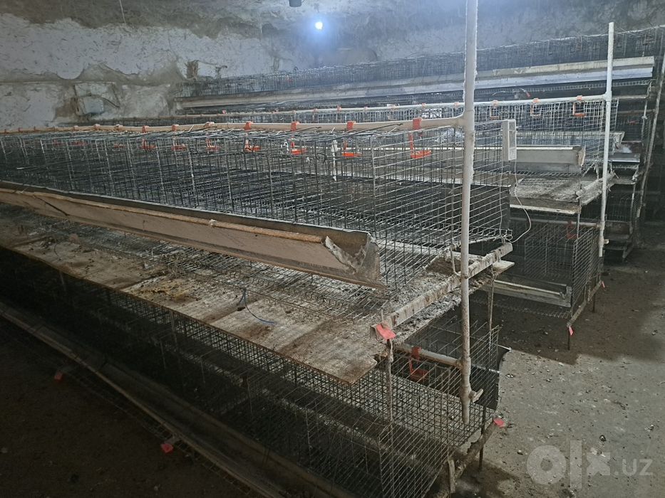 Tovuq setkalar Sotiladi