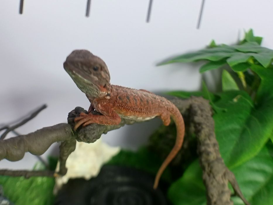 Bearded dragon (red monster)