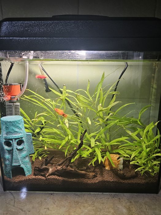 Продам запущенный аквариум