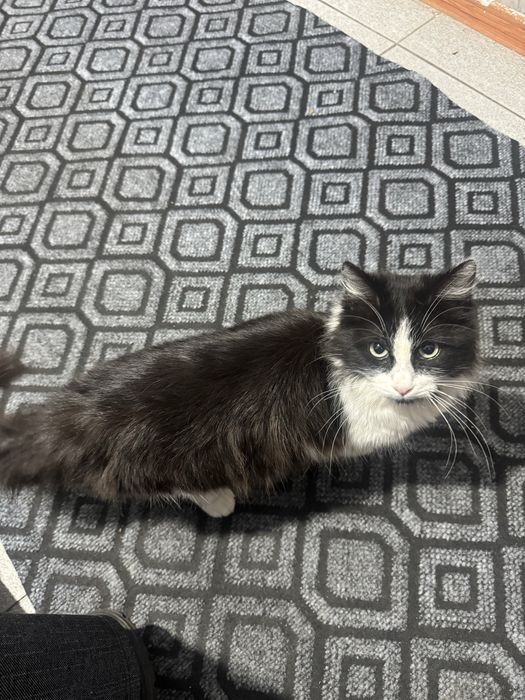 Әдемі, үлпілдек мысық сатылады.