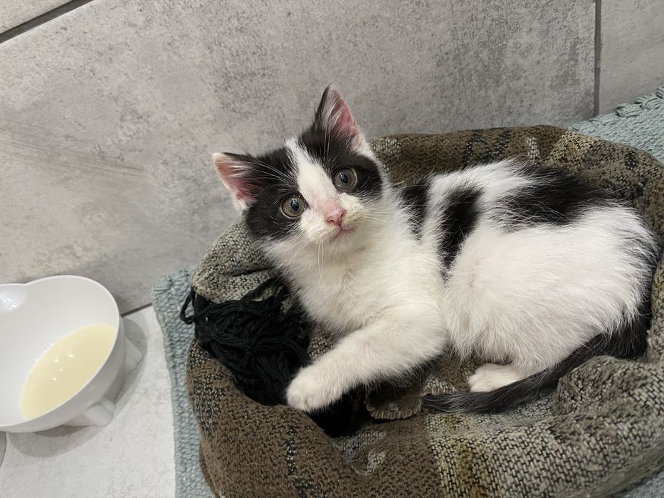 Отдам котенка , девочка