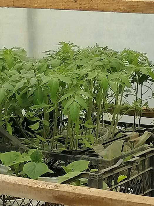 Предлагам разсад домати стари български сортове