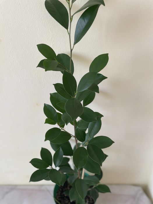 Аглоанема, диффенбахия, фикус Даниэль