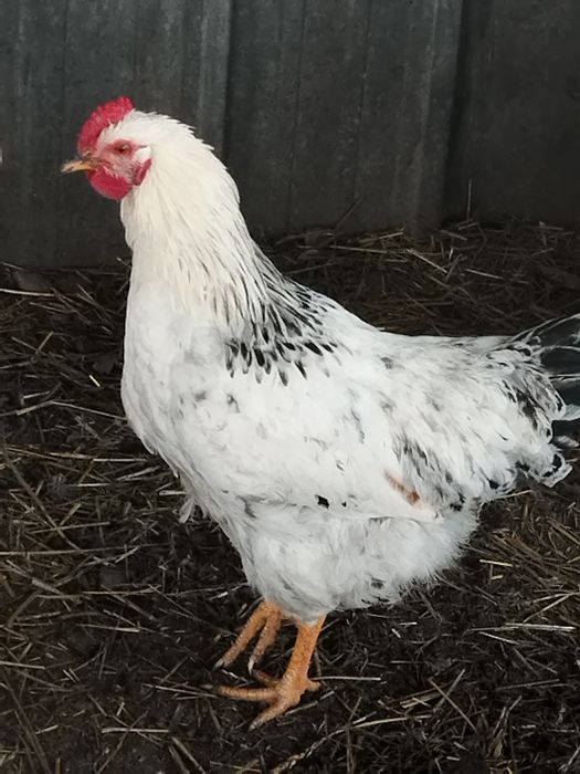 Продам молодых петушков