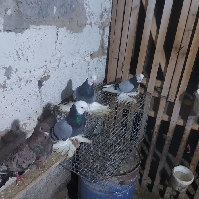 Маздоки  3 пара  обрезные