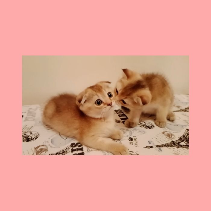 Девочка золотая Шиншила Скоттиш фолд