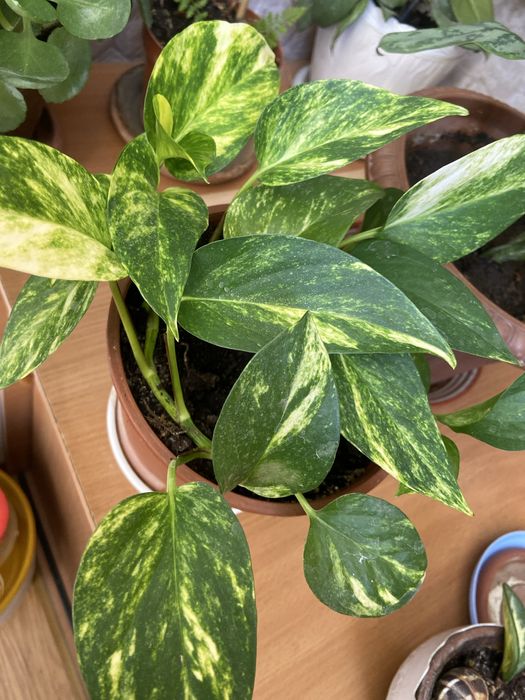 ,Сциндвптусы,сингониумы,эпипремнум