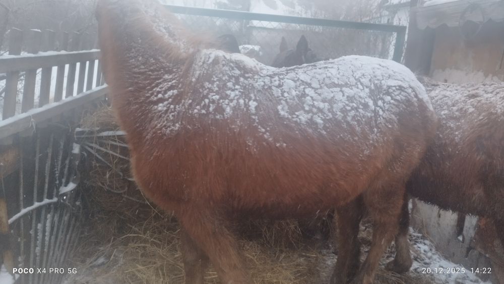 Продам жеребца два года справный.