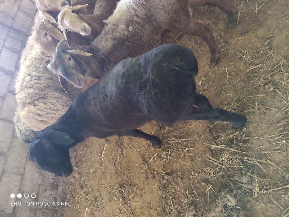 Продам баран есть самки и самцы