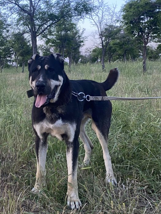 Алабай.Тобет.Қаранарский.Қазықы тобет