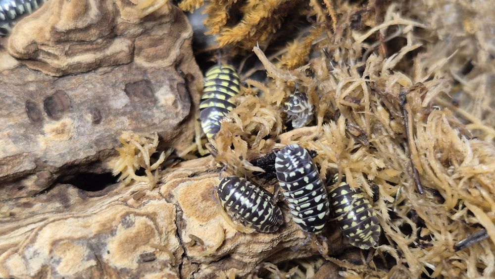 Izopode si miriapode