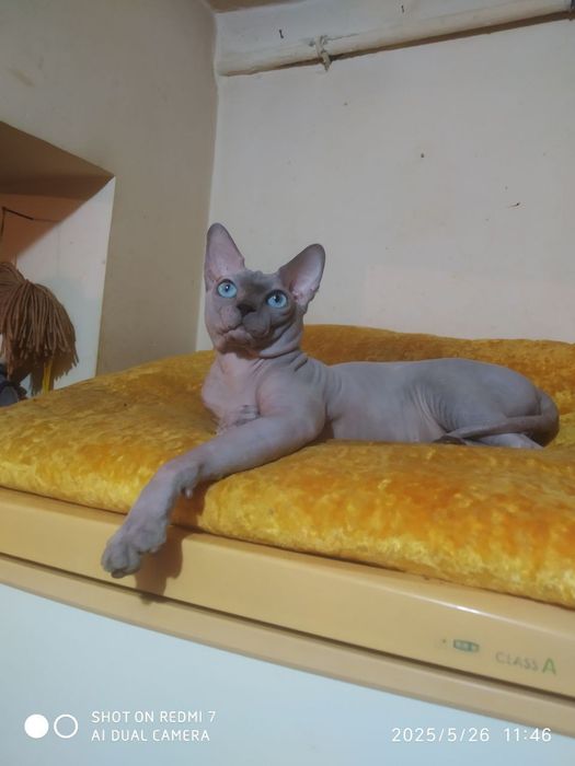 Вязка Канадский сфинкс