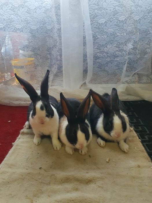 Hycole francez de vânzare