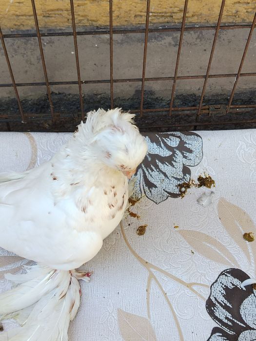 Продам Гульбадам самец