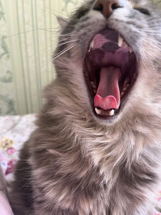 отдам даром.