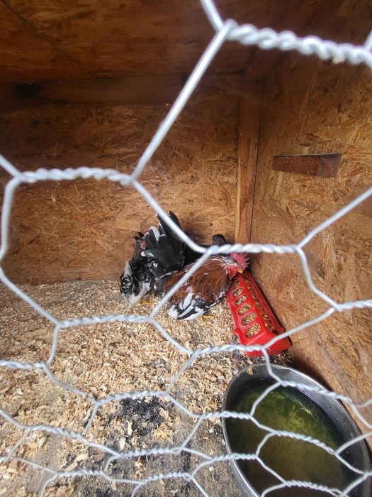 Vând 3 cocosi chabo