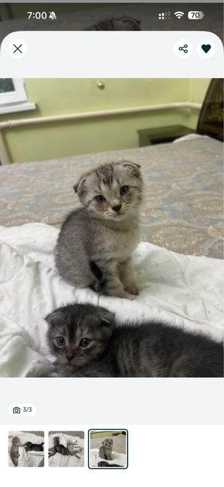 Шотландский вислоухий котёнок
